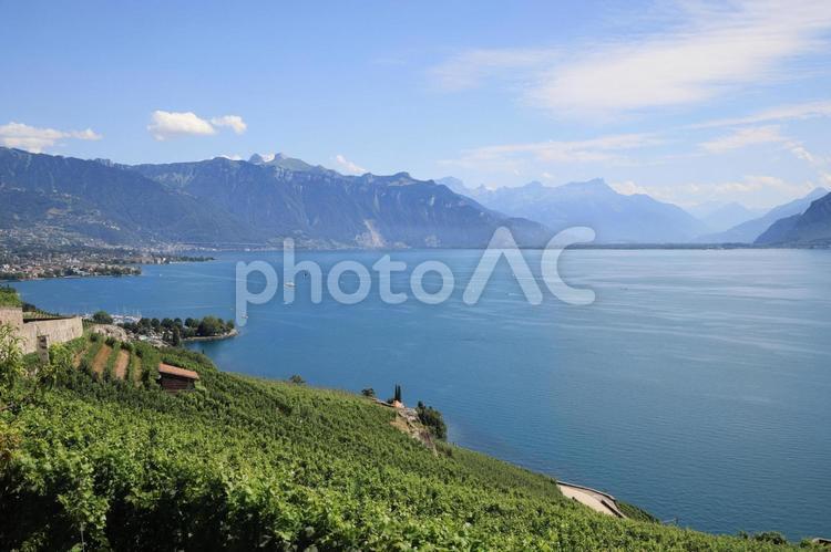 スイス、モントルー、葡萄畑とレマン湖 モントルー,スイス,レマン湖の写真素材