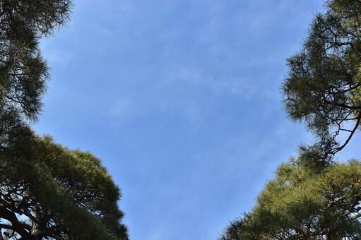 青空と松 空,松,植物の写真素材