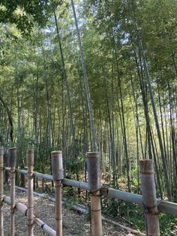 竹林02 風景,自然,竹の写真素材