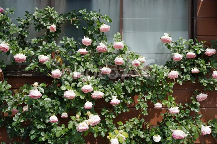 満開のつる薔薇（水切れ）10 バラ,薔薇,花の写真素材