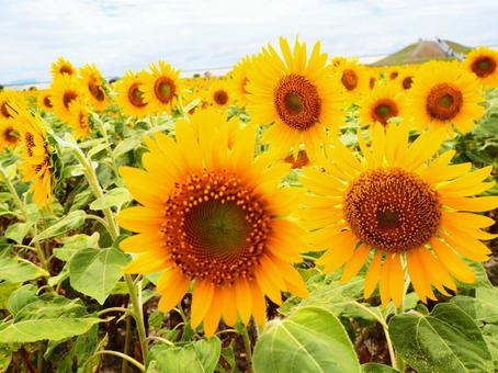 夏空のひまわり畑 夏空のひまわり畑の写真