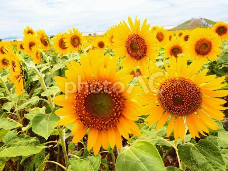 夏空のひまわり畑 ひまわり,植物,自然の写真素材