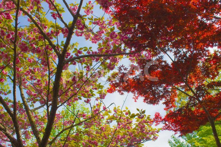 小仏城山の紅葉とモクレン 小仏城山,モクレン,もみじの写真素材