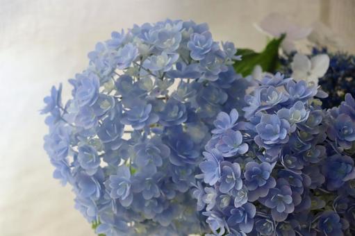 Photo, hydrangea, flower, rainy season, 