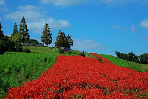 淡路島 あわじ花さじき㉓ サルビア 淡路島 あわじ花さじき㉓ サルビアの写真
