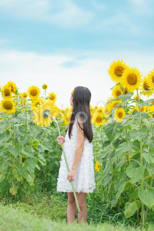 ひまわり畑と後ろ姿の女の子 ひまわり,女の子,夏の写真素材