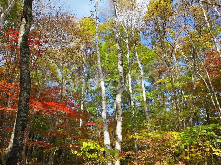紅葉の時期の美しい森 森,紅葉,山の写真素材