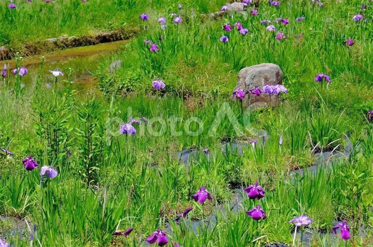 花しょうぶ　三ツ塚史跡公園 花しょうぶ,花菖蒲,花の写真素材