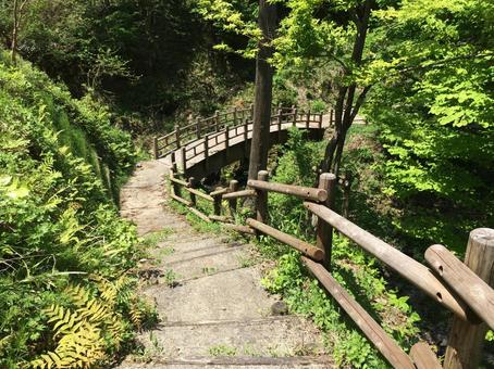 夏の遊歩道 夏の遊歩道 自然,風景,景色の写真素材