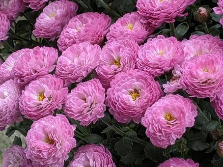 洋菊・マム 洋菊・マム 花風景,ようぎく,花の写真素材