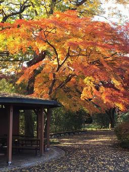 秋の井の頭自然文化園② 秋の井の頭自然文化園② 井の頭自然文化園,東京,吉祥寺の写真素材