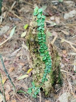 木を這う葉っぱ 木を這う葉っぱの写真