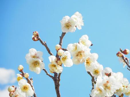 梅の花 梅の花 梅の花,白梅,春の写真素材