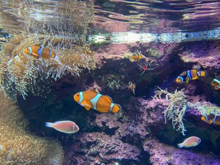 カクレクマノミ カクレクマノミ 水族館,魚,かわいいの写真素材