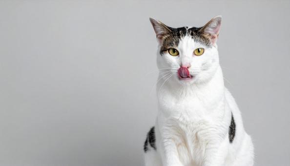 ワル顔でペロリと舌を出す猫 ワル顔でペロリと舌を出す猫の写真