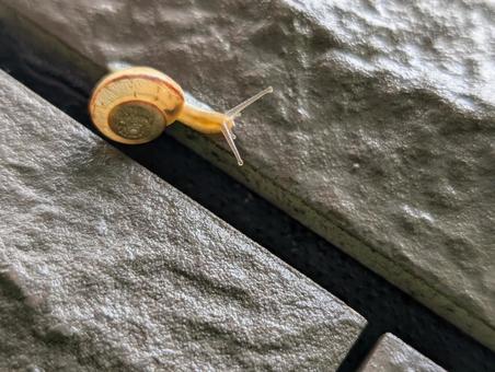 カタツムリ、壁にいる カタツムリ、壁にいる カタツムリ,梅雨,壁の写真素材