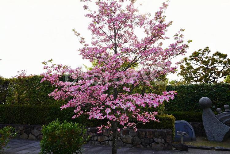 ピンクのハナミズキ咲く池田城跡公園 ハナミズキ,花水木,アメリカヤマボウシの写真素材
