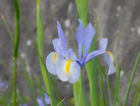 【花の写真】ダッチアイリス 【花の写真】ダッチアイリスの写真