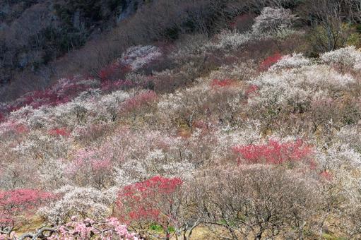 カラフルな梅林のある風景 梅,迎春,梅の花の写真素材