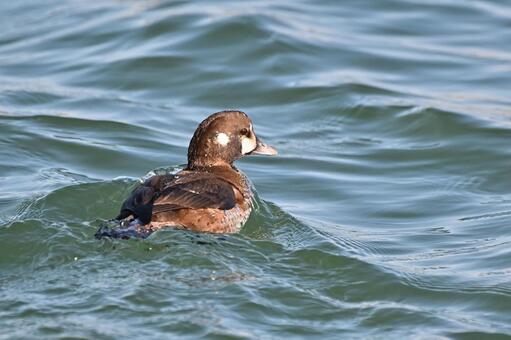 シノリガモ シノリガモ,メス,道化師ガモの写真素材