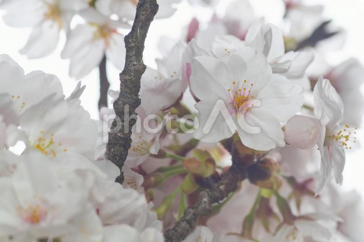 桜　２９　（さくら満開） 桜,満開,開花の写真素材