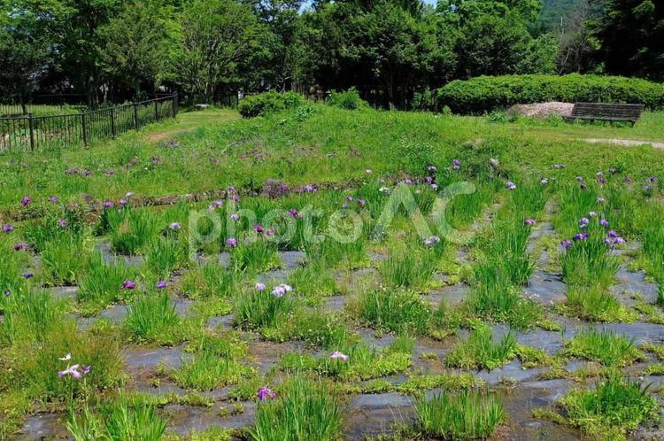 花しょうぶ　三ツ塚史跡公園 花しょうぶ,花菖蒲,花の写真素材