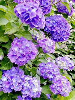 紫陽花 紫陽花の写真