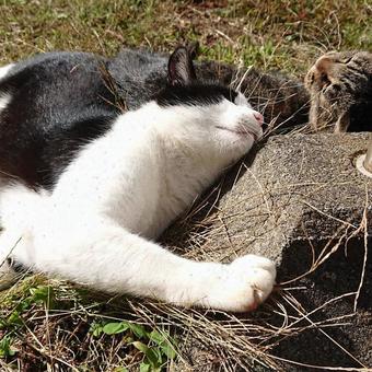 猫 日向ぼっこ 猫 日向ぼっこの写真
