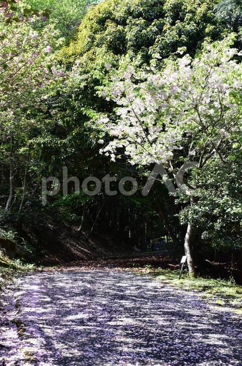 新緑とサクラの花びら (物語),サクラ,ブランチの写真素材