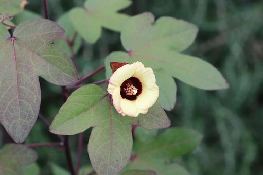 ワタの花 ワタ,綿,花の写真素材