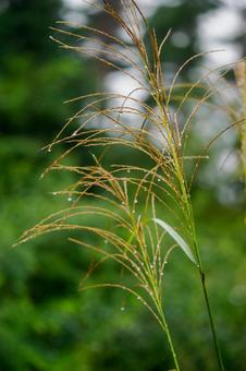 ススキ⒅ ススキ⒅ 植物,ススキ,水滴の写真素材