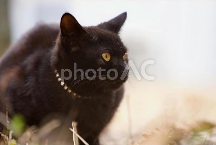 黒い野良猫 猫,野良猫,黒猫の写真素材