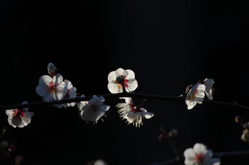 赤坂にある氷川神社の梅の花に日が当たる 赤坂にある氷川神社の梅の花に日が当たるの写真
