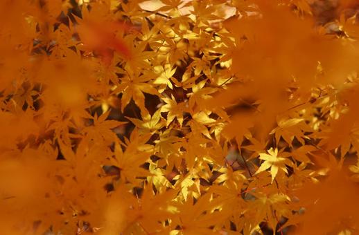 もみじ湖の紅葉 もみじ,赤,１１月の写真素材