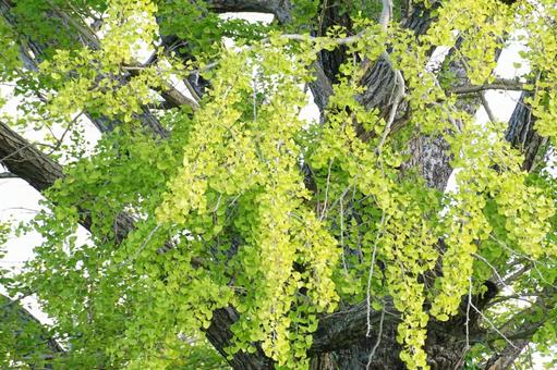 イチョウの木 イチョウの木の写真
