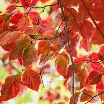 紅葉したハナミズキの葉 花水木,10月,11月の写真素材