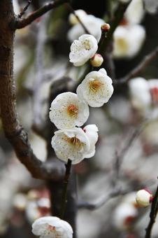 Plum (Tamabotan), JPG Plum (Tamabotan), JPG