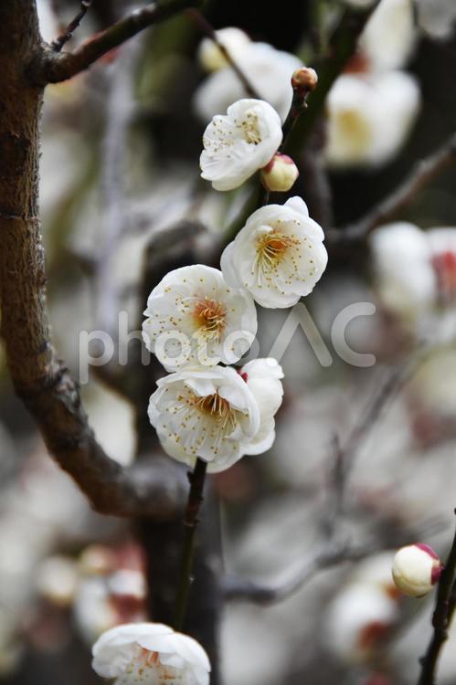 梅（たまぼたん・玉牡丹） 梅,たまぼたん,玉牡丹の写真素材