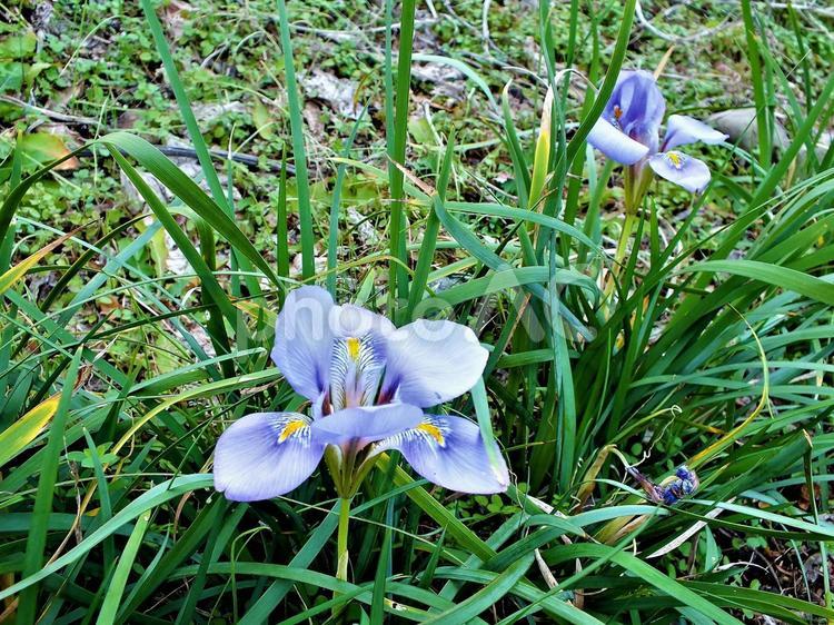 珍しい花　冬アヤメ 冬アヤメ,アヤメ科,咲くの写真素材