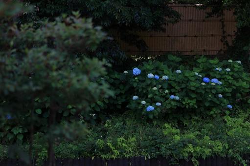 落ち着いた日本庭園に咲く紫陽花 落ち着いた日本庭園に咲く紫陽花 紫陽花,日本,庭の写真素材