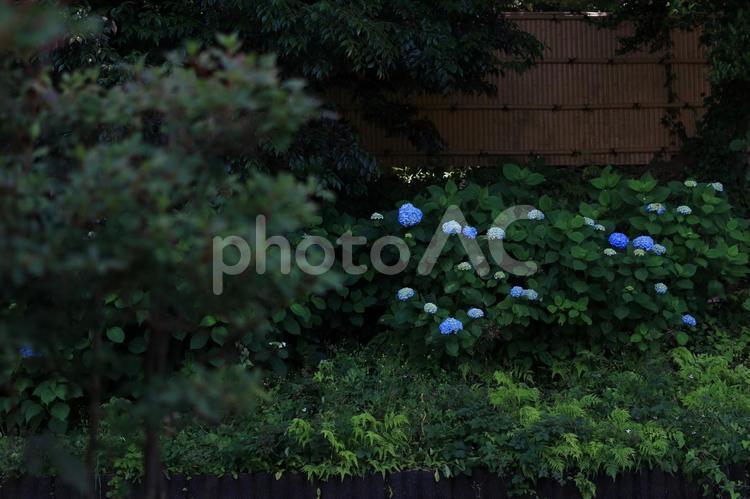落ち着いた日本庭園に咲く紫陽花 紫陽花,日本,庭の写真素材