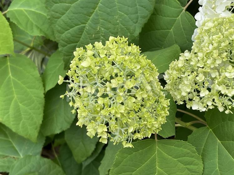 6月のアジサイの花と蕾 2025/6/4 アジサイ,花壇,花の写真素材