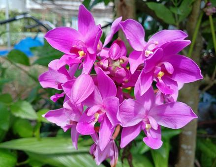 コウトウシラン コウトウシラン,ラン科コウトウシラン属,花木の写真素材