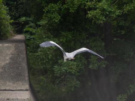 羽ばたくアオサギ 羽ばたくアオサギの写真