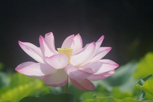 蓮 蓮の写真