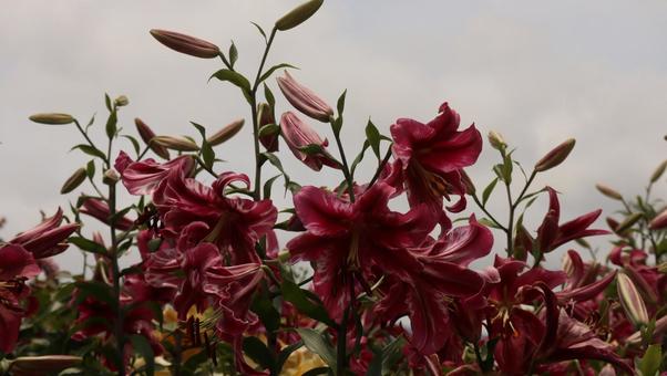 華やかな花園 華やかな花園 ユリ,ゆり,河口湖の写真素材
