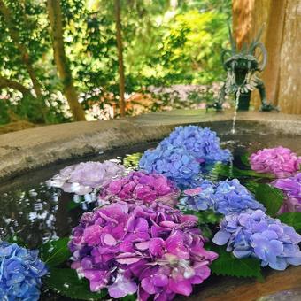 紫陽花 紫陽花の写真