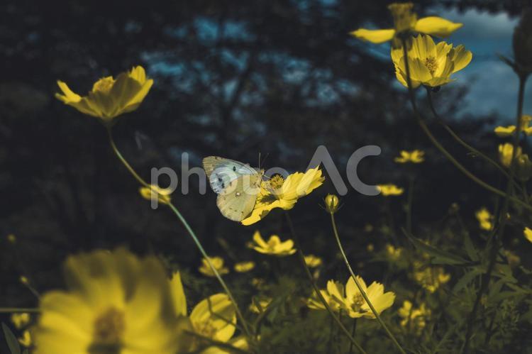 モンシロチョウとコスモス モンシロチョウ,ちょうちょ,蝶の写真素材