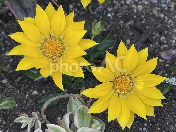 神田川5月：ガザニアの花 2025 ガザニア,クンショウギク,勲章菊の写真素材