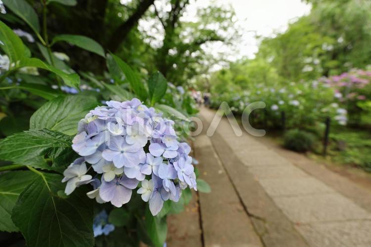 寺の境内にある道端で咲くあじさい あじさい,紫陽花,寺の写真素材